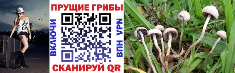 Псилоцибиновые грибы Cubensis  купить  цена  Назарово 